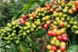 Giá cà phê hôm nay 12/7: Thường trực mối lo thiếu nguồn cung Robusta toàn cầu