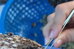 Người dân vùng núi Nghệ An nô nức săn tìm, bóc tách tổ ong