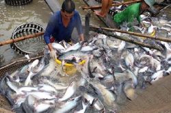 Đồng Tháp: Người nuôi cá tra có lãi nhưng vẫn đối diện nhiều khó khăn