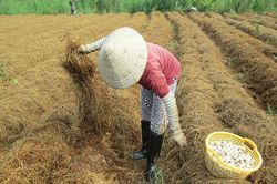 Giá nấm rơm tăng