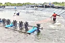 Cà Mau: Mục tiêu đến năm 2025, tổng sản lượng tôm nuôi đạt 280.000 tấn