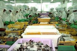 Chuyên gia 'hiến kế' để ngành tôm bắt kịp đà phục hồi trong quý III