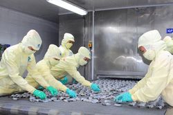 Trung Quốc tăng cường nhập khẩu tạo đà phục hồi xuất khẩu tôm Việt Nam