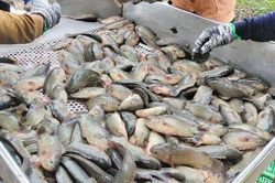 An Giang vực dậy lợi thế thủy sản