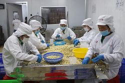Khắc phục điểm nghẽn để phát triển ngành hàng sen bền vững