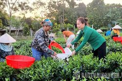 TP. Thái Nguyên: Giá trị sản phẩm trên 1ha đất nông nghiệp trồng trọt đạt gần 162 triệu đồng