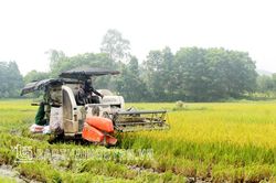 TP. Sông Công: Thành lập 24 tổ hợp tác sản xuất lúa chất lượng cao