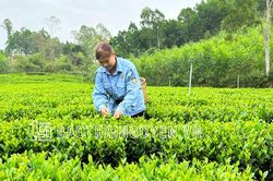 Đồng Hỷ: Dư nợ cho vay hộ nghèo đạt trên 181 tỷ đồng