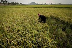 El Nino đe dọa sản lượng gạo châu Á năm 2023