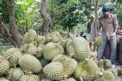 Niềm vui ở 'thủ phủ' sầu riêng