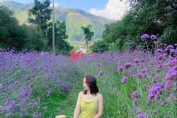 Khám phá thiên đường thung lũng hoa Bắc Hà