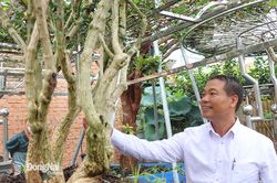 Người xác lập kỷ lục vườn cây hoa nhài lớn nhất Việt Nam