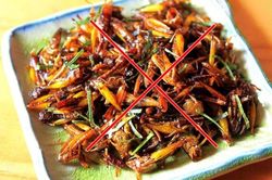 Ăn châu chấu rang, người đàn ông nhập viện khẩn