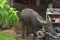 Bình Phước: Chạy khỏi lò mổ, trâu húc 5 người bị thương