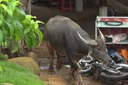 Bình Phước: 'Trâu điên' húc 5 người đi đường bị thương, phá hỏng nhiều tài sản