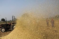Ấn Độ có thể cấm xuất khẩu hầu hết các loại gạo