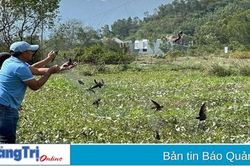Ngăn chặn tình trạng săn bắt chim yến theo kiểu tận diệt