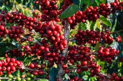 Giá cà phê tăng 300 đồng/kg sau 4 ngày giảm liên tiếp