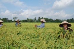 Lúa vẫn xanh tươi trên đồng đất Hà Nội