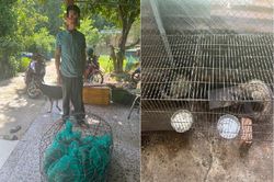 Kon Tum: Phát hiện hộ dân nuôi nhốt trái phép 6 con cầy vòi hương quý hiếm