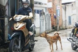 Tử vong sau 6 tháng bị chó nhà nuôi cào xước da tay