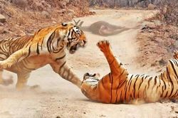 Cặp đôi hổ ác chiến dữ dội tranh giành thức ăn