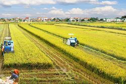 El Nino đe dọa đến nông nghiệp Việt Nam