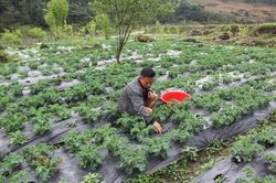 Nông dân vùng cao Bắc Hà nâng cao thu nhập từ cây rau sạch