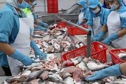 Xuất khẩu thủy sản: Nửa cuối năm sẽ có nhiều thuận lợi