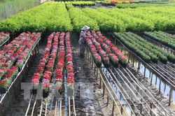 Đồng Tháp đưa giá trị sản xuất ngành hàng hoa, kiểng đạt 7.000 tỷ đồng