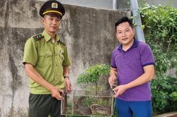 Tiếp nhận một cá thể kỳ đà vân quý hiếm