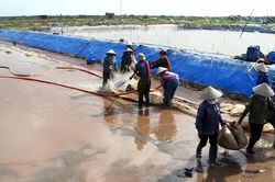 Thái Bình: Tập trung ứng phó bão số 1