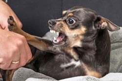 Đồng Nai ghi nhận sự xuất hiện của ổ dịch bệnh dại sau nhiều năm