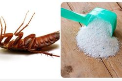 Đường trộn xà phòng: Mẹo đơn giản khiến gián 'một đi không trở lại'