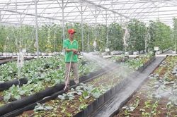 Bẻ 'gọng kìm' cản trở HTX tích tụ ruộng đất