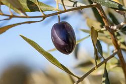 Ngành công nghiệp dầu olive châu Âu gặp khó do thời tiết nắng nóng