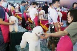 Điều gì khiến ngành công nghiệp thú cưng Trung Quốc hái ra tiền?