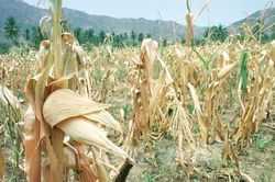El Nino năm nay sẽ ảnh hưởng ra sao đến nguồn cung lương thực toàn cầu?