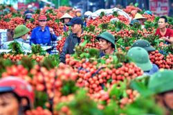 Nhờ loại trái cây đặc sản, một địa phương thu về 6.800 tỷ đồng chỉ trong 2 tháng