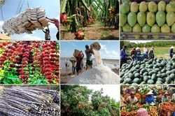 Nhận định thị trường xuất khẩu nông lâm sản 6 tháng cuối năm 2023