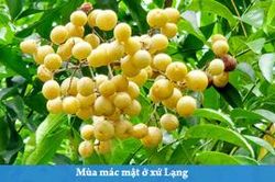 Mùa mác mật ở xứ LạngTin khác