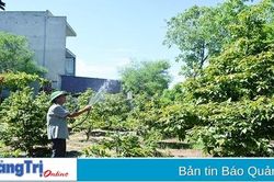 Những cựu chiến binh hăng hái làm giàu