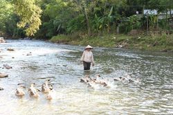 Lợi thế cạnh tranh của giống vật nuôi bản địa
