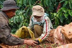 Giá cà phê hôm nay 19/7: Quay đầu giảm, tồn trữ Robusta trên thế giới tăng trở lại