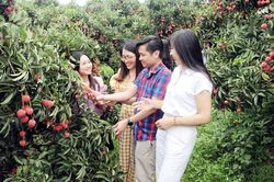 Những dấu ấn của vụ vải thiều Bắc Giang 2023