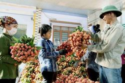 Vải thiều Việt Nam ngày càng khó cạnh tranh ở Úc
