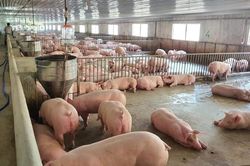 Giá heo hơi hôm nay 20/7/2023: Cao nhất đạt 65.000 đồng/kg