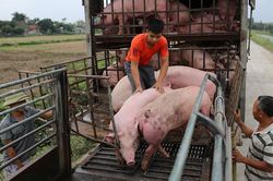 Giá heo hơi hôm nay 20/7: Heo nhập tiểu ngạch tăng khiến giá trong nước giảm