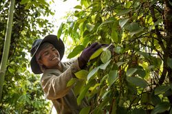 Giá tiêu hôm nay 20/7: Tăng cao so với đầu vụ, nông dân vẫn khó hưởng lợi