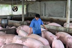 Giá heo hơi hôm nay 21/7/2023: Biến động 1.000 - 2.000 đồng/kg